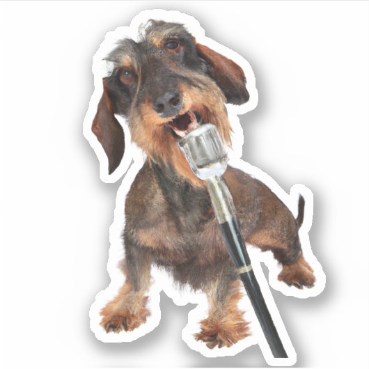 Wirehair Dachshund Singing Sticker (Voorkant)