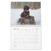 Wirehaire Dachshund Calendar Kalender (Feb 2027)