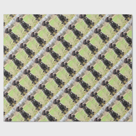 Wirehaire gericht op Griffon puppy Cadeaupapier (Vlak)