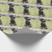 Wirehaire gericht op Griffon puppy Cadeaupapier (Hoek)