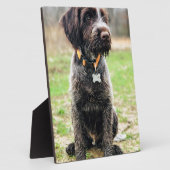 Wirehaire gericht op Griffon puppy Fotoplaat (Zijkant)