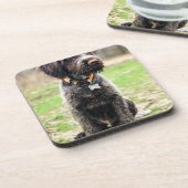 Wirehaire gericht op Griffon puppy Onderzetter (Linkerzijde)