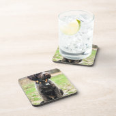 Wirehaire gericht op Griffon puppy Onderzetter (Rechterzijde)