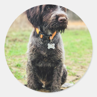 Wirehaire gericht op Griffon puppy Ronde Sticker