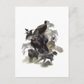 Wirehaired aanwijzer, buiten jacht briefkaart (Voorkant)
