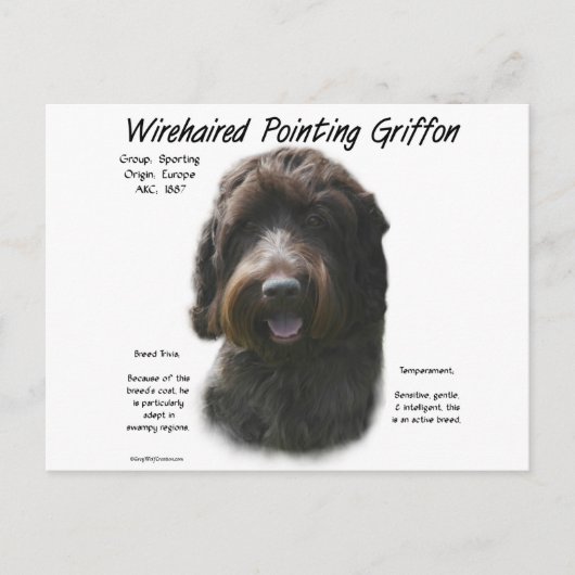 Wirehaired Pointing Griffon Geschiedenis Ontwerp Briefkaart (Voorkant)