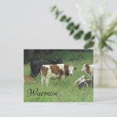 Wisconsin Briefkaart met foto van Koe in Pasture (Staand voorkant)