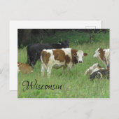 Wisconsin Briefkaart met foto van Koe in Pasture (Voorkant / Achterkant)