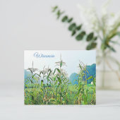 Wisconsin Corn Stalks Midwest Foto Briefkaart (Staand voorkant)