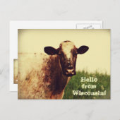 Wisconsin Cow Photo Briefkaart (Voorkant / Achterkant)