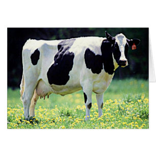 Wisconsin Dairy Cow