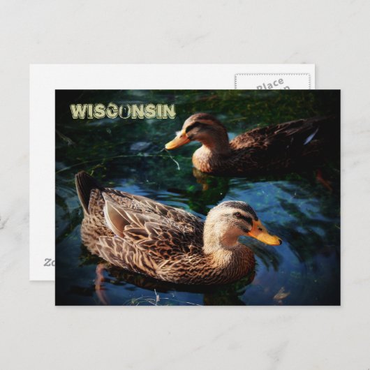 Wisconsin Ducks Briefkaart (Voorkant / Achterkant)