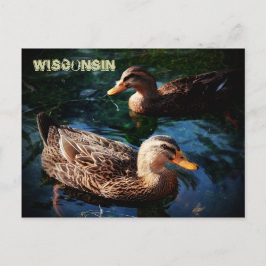 Wisconsin Ducks Briefkaart (Voorkant)