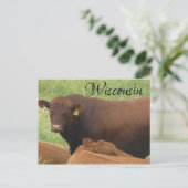 Wisconsin Koe foto Souvenir Briefkaart (Staand voorkant)