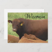 Wisconsin Koe foto Souvenir Briefkaart (Voorkant / Achterkant)