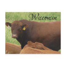 Wisconsin Koe foto Souvenir Briefkaart