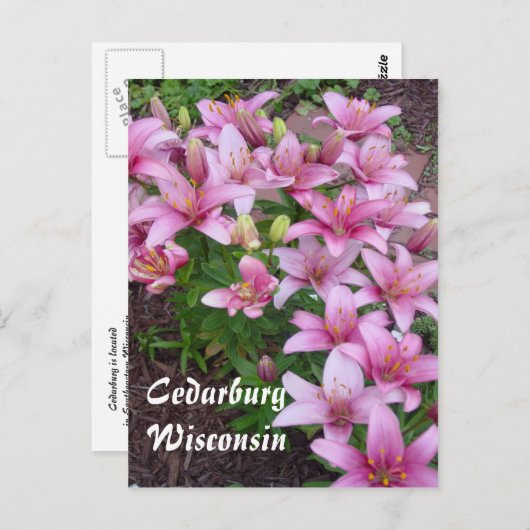 Wisconsin Lillies Briefkaart (Voorkant / Achterkant)