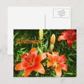 Wisconsin Lillies Briefkaart (Voorkant / Achterkant)