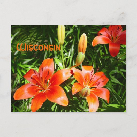 Wisconsin Lillies Briefkaart (Voorkant)