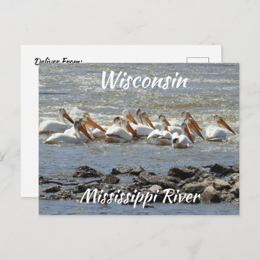 Wisconsin, Mississippi River Memorabilia Briefkaart (Voorkant / Achterkant)