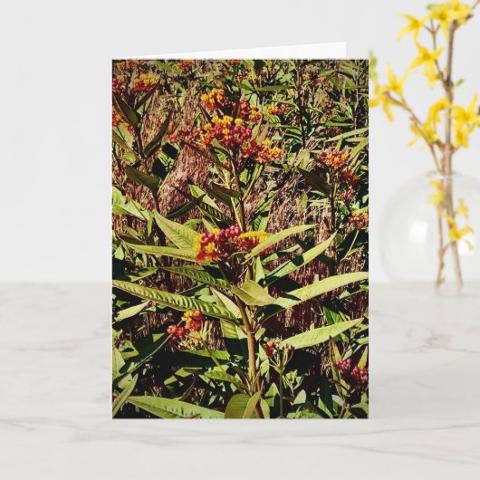 Wisconsin Red Tree Wildflower Kaart (Gele Bloem)