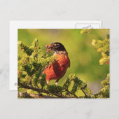 Wisconsin Robin Briefkaart (Voorkant / Achterkant)