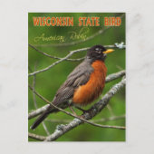 Wisconsin State Bird - American Robin Briefkaart (Voorkant)