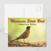 Wisconsin State Bird Robin Briefkaart (Voorkant / Achterkant)