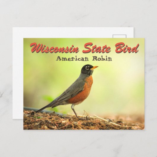 Wisconsin State Bird Robin Briefkaart (Voorkant / Achterkant)