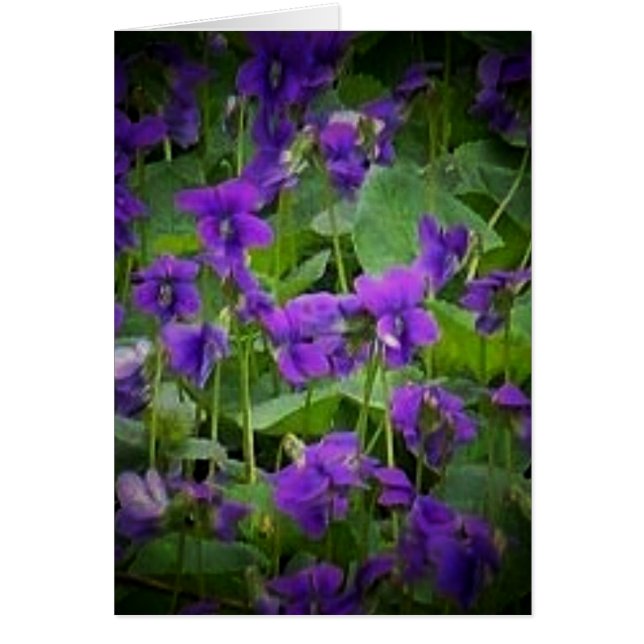 Wisconsin State Flower: Hood Violet Card (Voorkant)