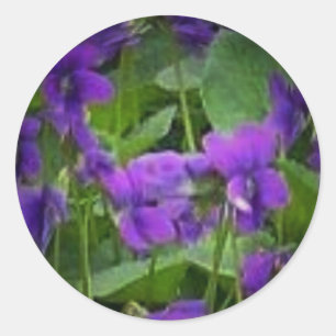 Wisconsin State Flower: houtviolet Sticker