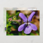 Wisconsin State Flower: Violet Briefkaart (Voorkant / Achterkant)