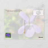 Wisconsin State Flower: Violet Briefkaart (Achterkant)