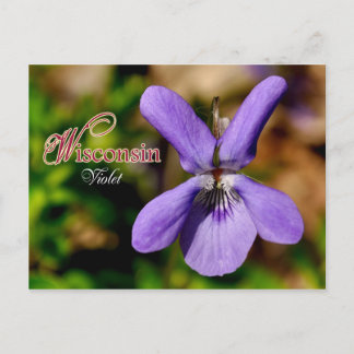 Wisconsin State Flower: Violet Briefkaart