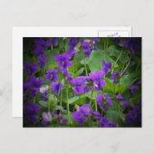 Wisconsin State Flower: Wood Violet Briefkaart (Voorkant / Achterkant)
