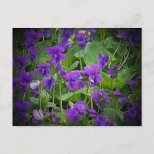 Wisconsin State Flower: Wood Violet Briefkaart