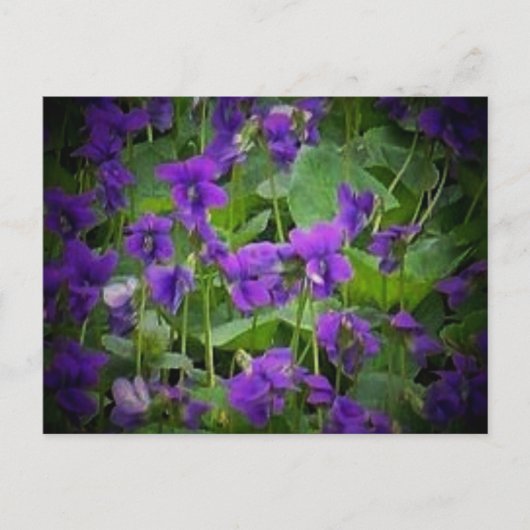 Wisconsin State Flower: Wood Violet Briefkaart (Voorkant)