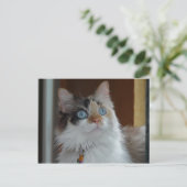 Wisdom kijkt op Briefkaart (Staand voorkant)