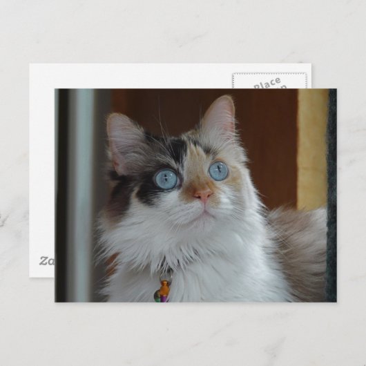 Wisdom kijkt op Briefkaart (Voorkant / Achterkant)