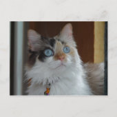 Wisdom kijkt op Briefkaart (Voorkant)