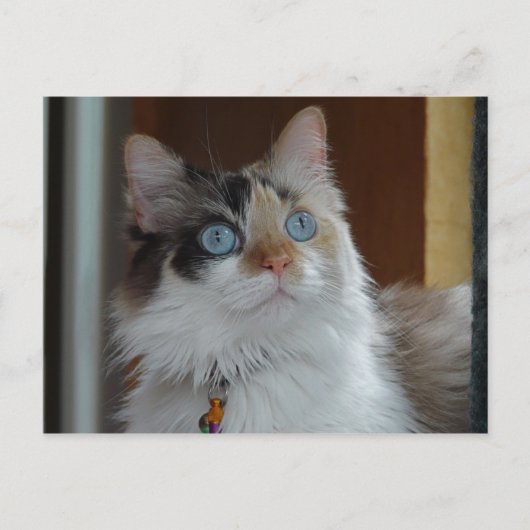 Wisdom kijkt op Briefkaart (Voorkant)