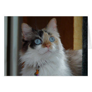 Wisdom kijkt op kaart