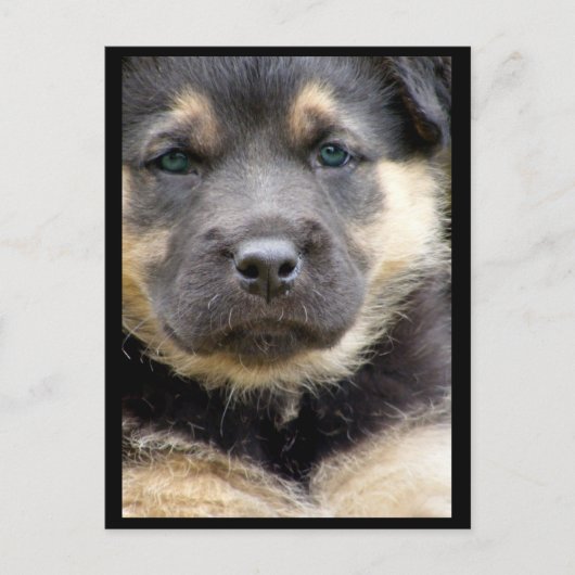 Wise Eyes Briefkaarten (Voorkant)