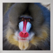 Wise Mandrill Monkey Poster (Voorkant)
