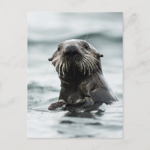 Wise Otter Briefkaart