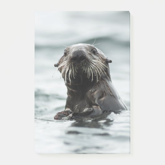Wise Otter Post-it® Notes (Voorkant)