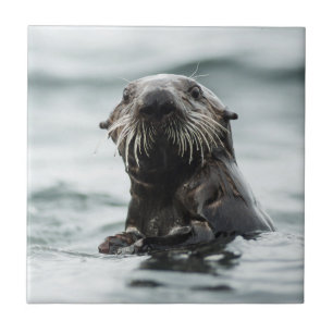 Wise Otter Tegeltje