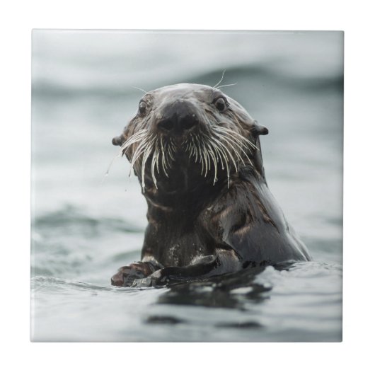 Wise Otter Tegeltje (Voorkant)