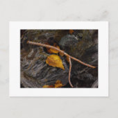 "Wishbone" Briefkaart (Voorkant)