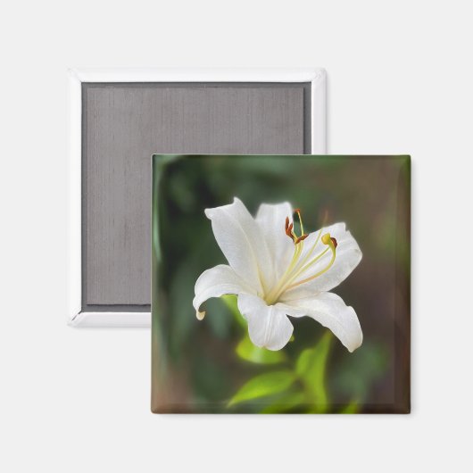 Wislichtwitte lib magneet (Voorkant / Achterkant)